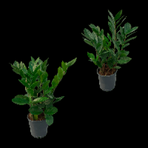 Aldi Nord Gardenline GARDENLINE Zamioculcas