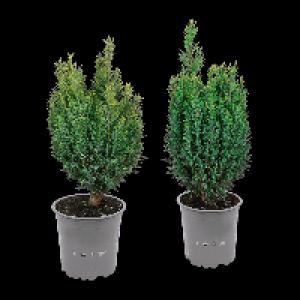 Aldi Nord Gardenline GARDENLINE Konifere