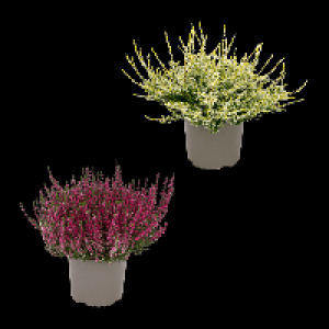 GARDENLINE Calluna