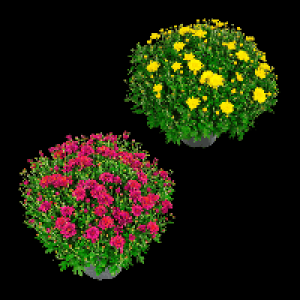 GARDENLINE Bauernchrysantheme