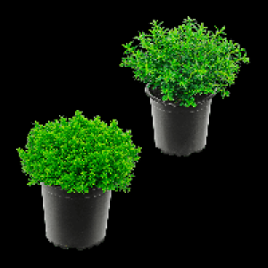 GARDENLINE Hebe-Mix