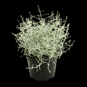 GARDENLINE Silberdraht (Calocephalus)