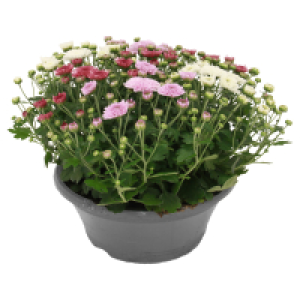 GARDENLINE Chrysanthemen Schale