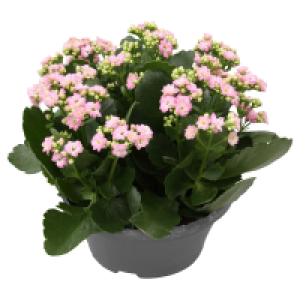 GARDENLINE Kalanchoe Schale