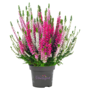 GARDENLINE Callunen Starlight Trio, 3er-Pack