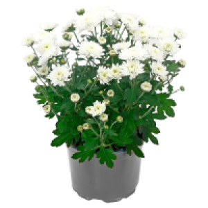 GARDENLINE Chrysanthemen Garden Mums