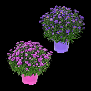 GARDENLINE Herbstastern