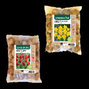 GARDENLINE Narzissen- / Tulpenzwiebeln
