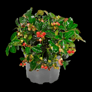GARDENLINE Gaultherie
