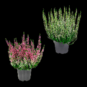 GARDENLINE Besenheide (Calluna vulgaris) 1.49 €