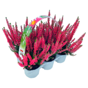 GARDENLINE Callune Beauty Ladies, 6er-Tray