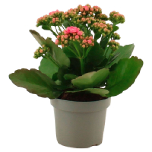 GARDENLINE Kalanchoe
