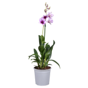 GARDENLINE Orchideen Mix