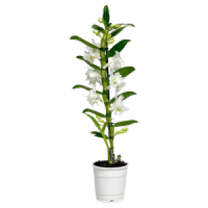Aldi Süd  GARDENLINE Dendrobie