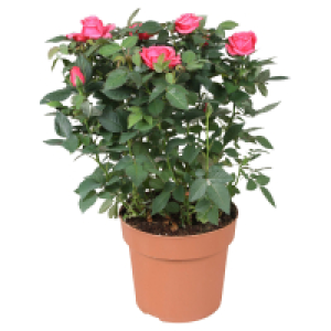 GARDENLINE Rosen rosa