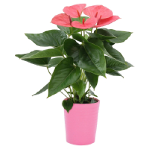 GARDENLINE Anthurie in Keramik