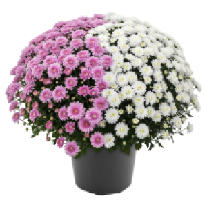 GARDENLINE Chrysanthemen Busch