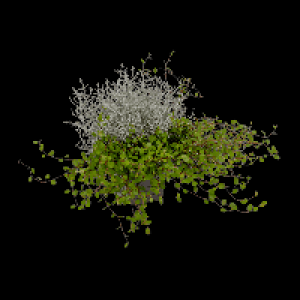 GARDENLINE Calocephalus mit Muehlenbeckia