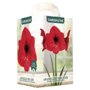 Aldi Süd  GARDENLINE Amaryllis im Karton