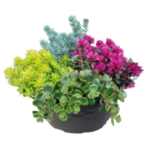 Aldi Süd  GARDENLINE Sedum Schale