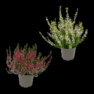 GARDENLINE Calluna vulgaris (Besenheide)