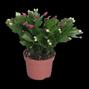 GARDENLINE Herbstkaktus 2-farbig