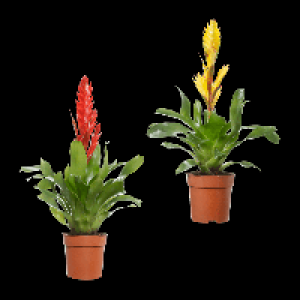GARDENLINE Guzmanie / Vriesea