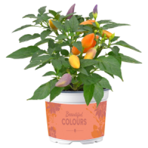 GARDENLINE Zierpaprika