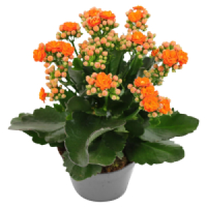 GARDENLINE Garten Kalanchoe