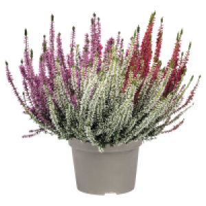 GARDENLINE Callunen BL Trio