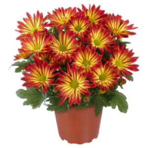 Aldi S&uuml;d  GARDENLINE Chrysanthemen