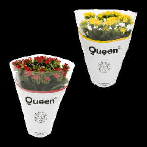 GARDENLINE Kalanchoe 1.89 €