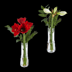 GARDENLINE Amaryllis