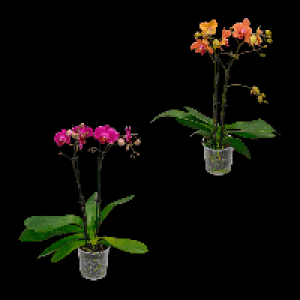 Aldi Nord Gardenline GARDENLINE Phalaenopsis