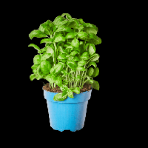 Basilikum im Topf XL