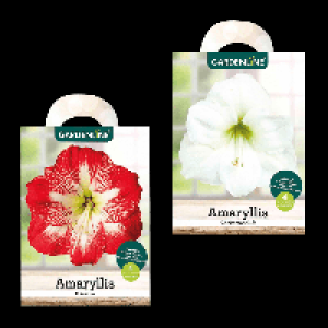 GARDENLINE Amaryllis im Karton