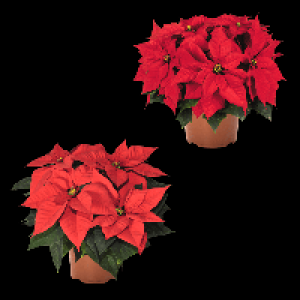 GARDENLINE Weihnachtsstern