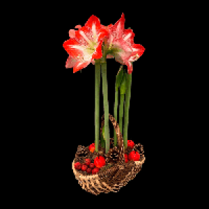 GARDENLINE Amaryllis im Korb