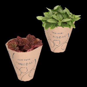 GARDENLINE Peperomia-Mix