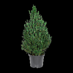 Aldi Nord Gardenline GARDENLINE Zuckerhutfichte