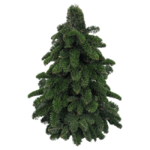 Aldi Süd  GARDENLINE Nobilisbaum 30 cm