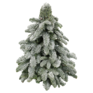 Aldi Süd  GARDENLINE Nobilisbaum mit Schnee 30 cm