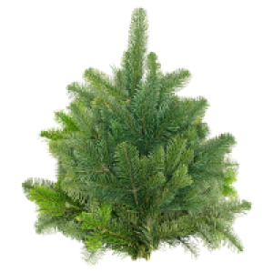 Aldi Süd  GARDENLINE Tannenhandbunde 1.000 g, Nordmann