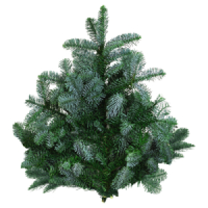 Aldi Süd  GARDENLINE Tannenhandbunde 1.000 g, Nobilis