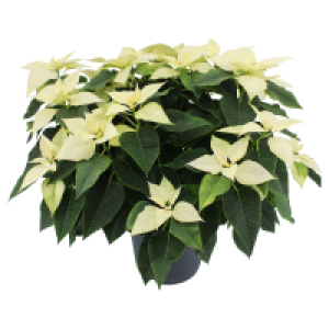 GARDENLINE, Weihnachtsstern Busch XXL weiß