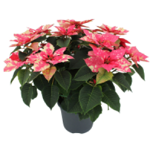 GARDENLINE, Weihnachtsstern Busch XXL Skystar