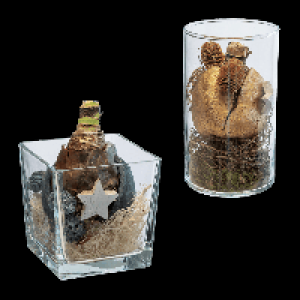GARDENLINE Weihnachtliche Amaryllis im Glas