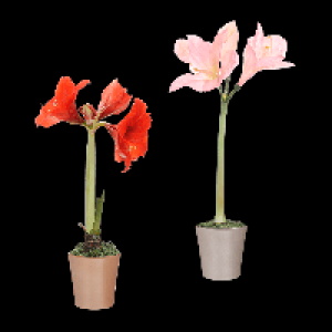 GARDENLINE Amaryllis in Keramik