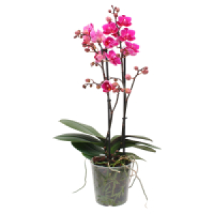 Aldi Süd  GARDENLINE Orchidee Multiflora