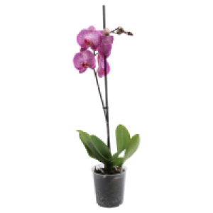 Aldi Süd  GARDENLINE Orchidee 1 Trieber